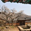 선암사 이미지