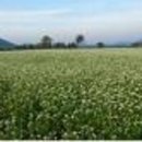 성읍리-28 이미지