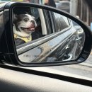 댕스파크 이미지