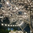 올레애견펜션 이미지