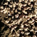 공룡나라가야농원-여주 수세미 돼지감자 골드키위재배농장 이미지