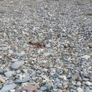 횡간도2 이미지