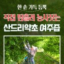 산드리약초 이미지