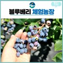 이민숙농장 네이버블로그