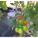 초복농장 이미지