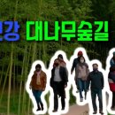 섬진강대나무숲길 이미지