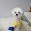 꼬미펫 | 우리 꼬미 영양제 라이프펫 브레스 체험후기