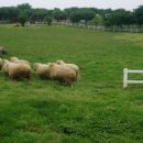 진산목장 이미지