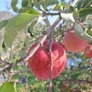 성실농원 | 문경사과 하늘소망농원 – 신선함이 살아있는 부사 5kg 10kg 주문 후기