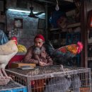 닭발의 꿈 이미지