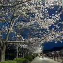 [제61회] 2023년 진해 군항제 축제 후기_진해루,경동역 공원, 제황산공원