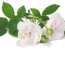 B.T 아일랜드 이미지