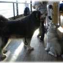 퍼펫 애견카페 이미지