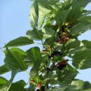 추풍령 농산물 (추풍령 자연벌꿀 ,카투리 복숭아,은행잎,연잎,뽕잎---효소1) 이미지