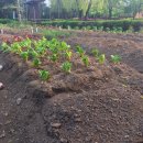 용산 농장 이미지