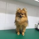 강아지 이발관 이미지