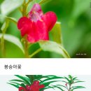 봉선화 이미지