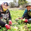삼일푸드시스템