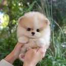 보성유치원 | 보성애견분양 최대의 관심사