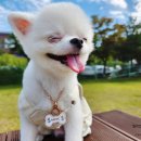 강아지클럽 이미지