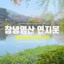 🌸영산 "연지못" (경남창녕) 드론영상 🌸 [ 전국명소탐방68 ] 이미지