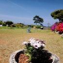 보헤미안 블루 이미지