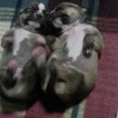 아롱이다롱이 이미지