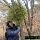 소나무 군락지 이미지
