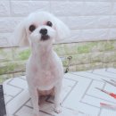 해피 Daum카페