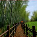 대나무숲길 이미지