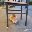 까칠이돼지 이미지