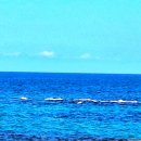 바다정원 이미지