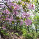 연산홍 - 용인시 처인구 한터로 34 | 연산홍