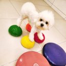 부산애견호텔 강아지유치원 애견미용 맘바이 수영구점 이미지