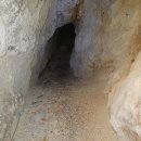 완도수목원 가로수길 이미지