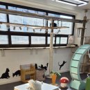 동물보육원 고양이 후원 카페 이미지