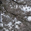 백운산 벚꽃 축제 가는길 ~~~ 이미지