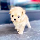 보람애견 이미지