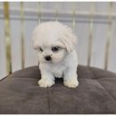 도그마루 이미지