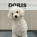 크라운 그루밍 이미지
