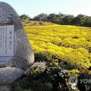 국화옆에서 Daum카페