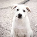 웃는강아지 이미지