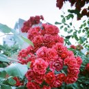 사이로몰