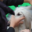 Dog Do Daum카페