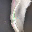 독사랑동물병원 | 안양 바로외과동물병원, 우측 뒷다리를 절었던 '후추'의 TPLO수술 후기