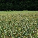 금마늘마을 이미지