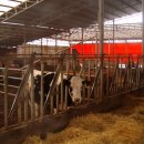 건지목장 이미지