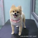뽀미 애견 미용샵 이미지