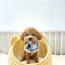 The 사랑할개(더사랑할개) 이미지