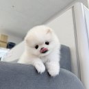 하남강아지분양 수원강아지분양 안양강아지분양 용인강아지분양 의왕강아지분양 포메라니안분양 포메라니안책임분양 포메라니안입양 말티푸분양 시츄분 이미지